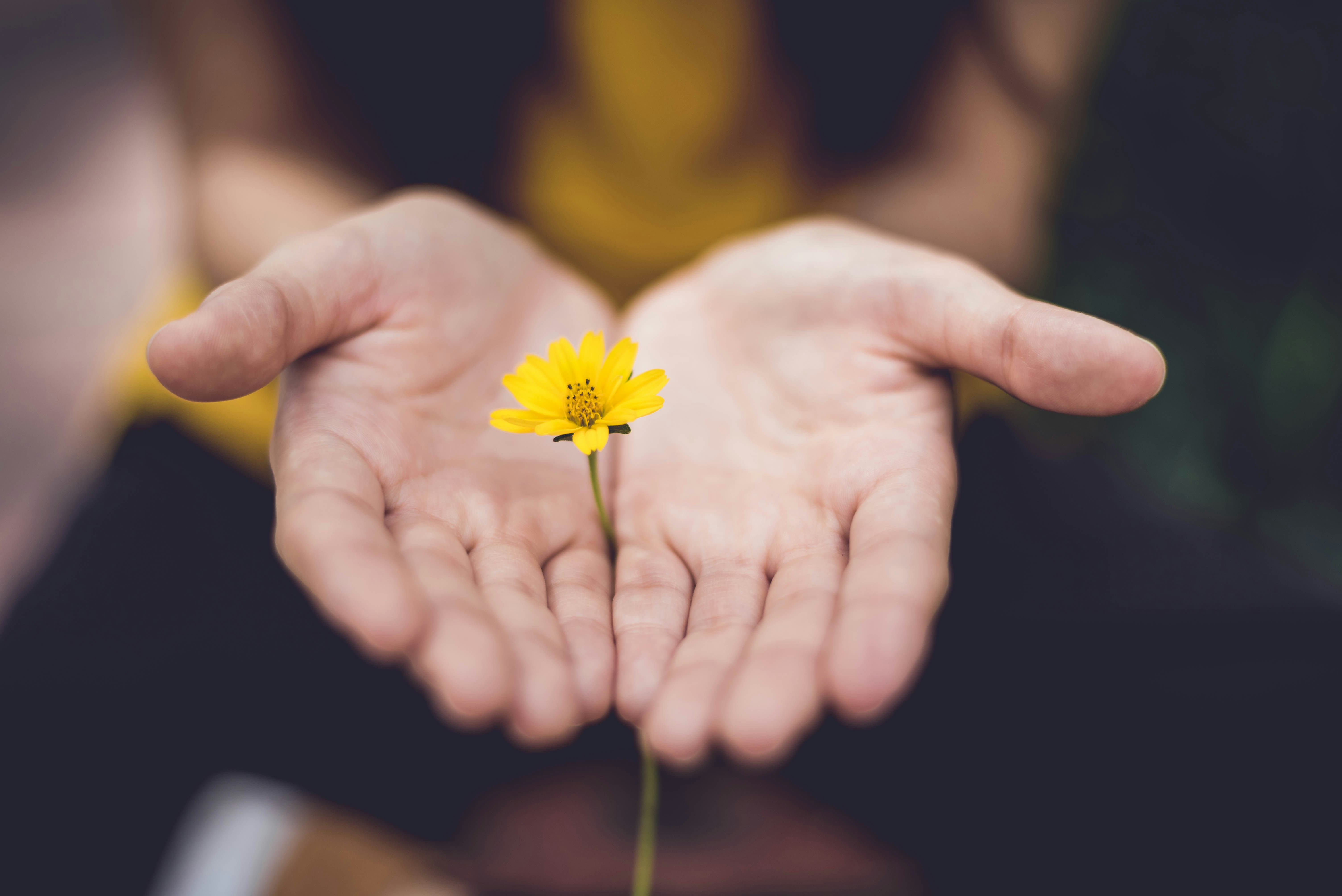 Healing and skin wellness